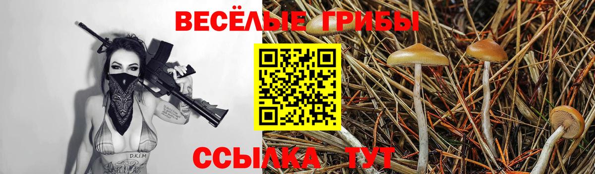 Галлюциногенные грибы Psilocybe  Вход с VPN  Тамбов 
